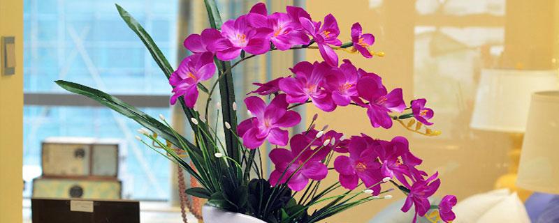 搬家送什么花合适