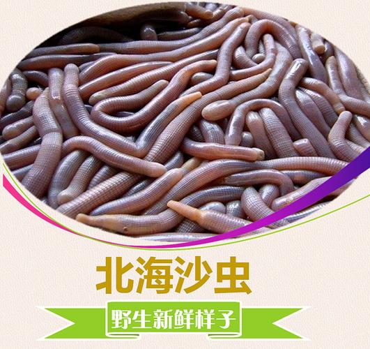 阿里巴巴批发 海鲜干货 北海特产 沙虫干 沙蚯蚓 方格星虫半斤