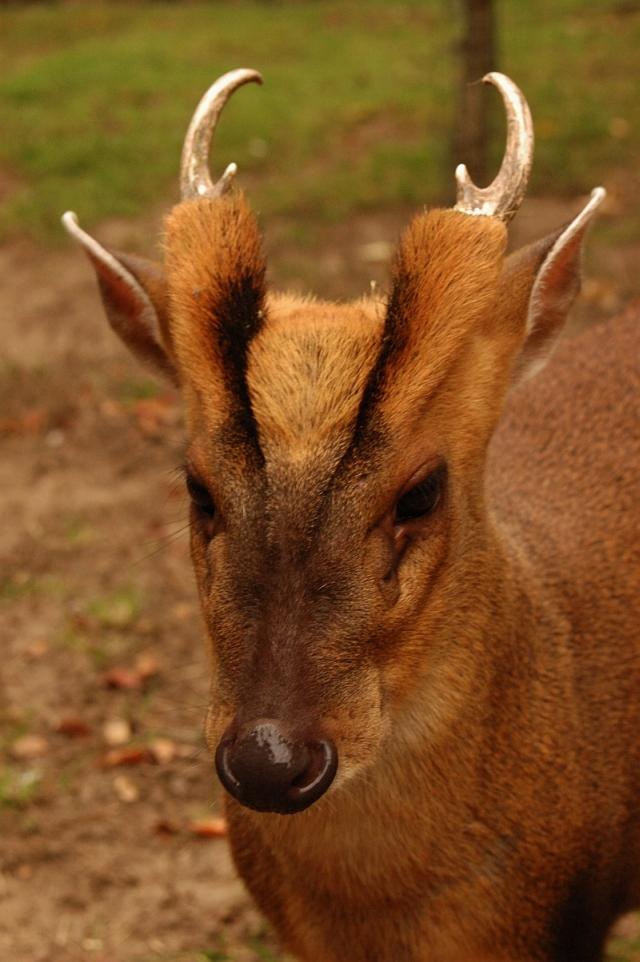  p>麂鹿,俗称 a href="#" data-lemmaid="7896564">麂子 /a>, a href=