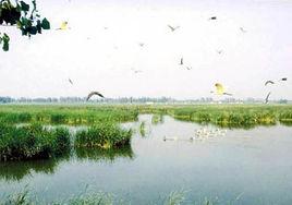 中牟雁鸣湖生态风景区