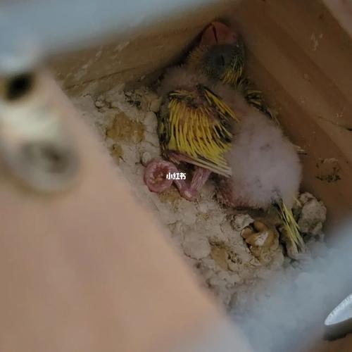 虎皮鹦鹉成长过程_鹦鹉_虎皮鹦鹉_宠物_宠物其他