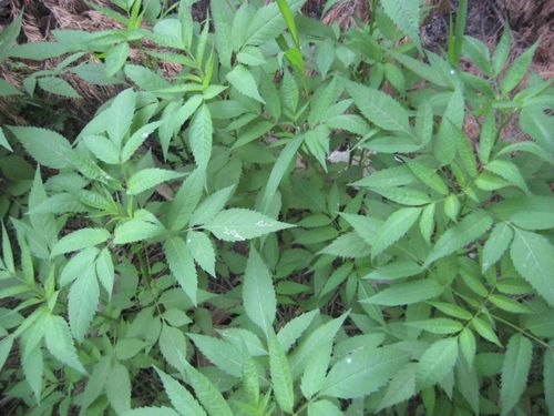 神奇降压,清火,除湿,消除口臭的时令野菜——虾钳草,豆渣菜