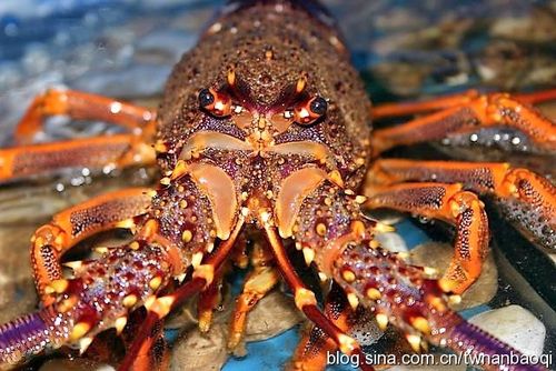 【养虾池漆】水产养殖龙虾有趣的小知识