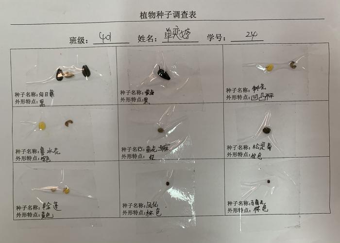 植物种子调查表 401班展览