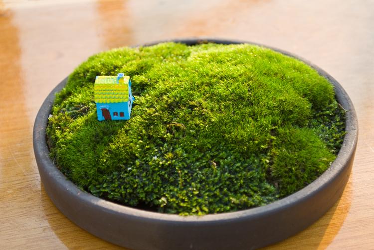 短绒藓做微盆景漂亮美观但是易发黄短绒藓怎样养得青翠欲滴