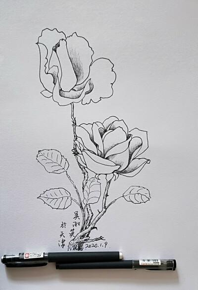 收集   点赞  评论  花卉写生线描 0 47 小丧尸啊  发布到  简笔画