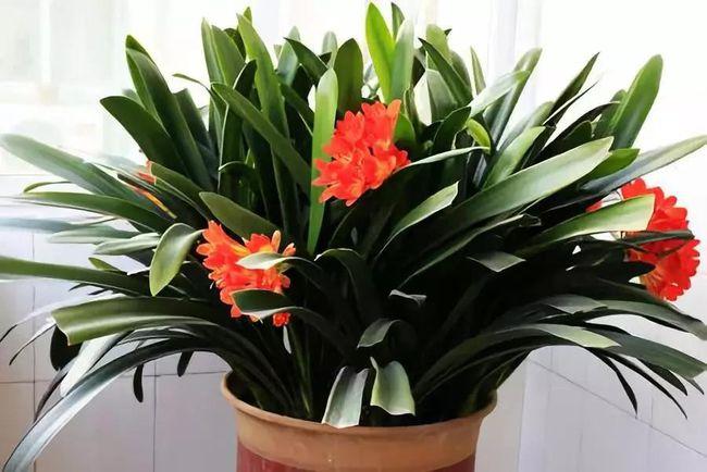 露天阳台最适合什么花建议安排2类花卉好看又好养