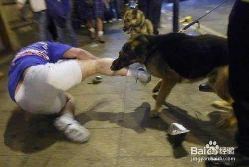 最全的狗咬伤处理