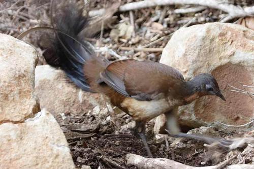 世界各国国鸟图集:大利亚国鸟琴鸟图片