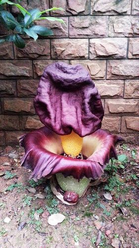 顺德大良惊现尸香魔芋