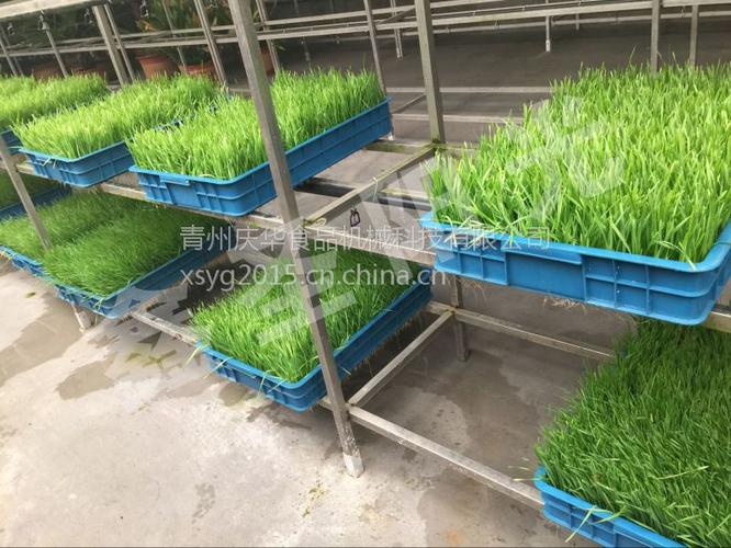 豆制品加工设备 鑫圣阳光智能芽苗机 特色芽苗菜种子催芽 大麦发芽机