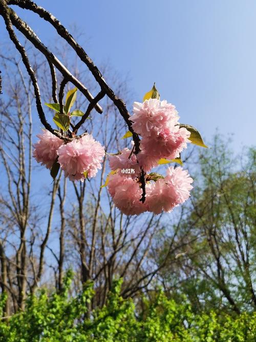踏青赏花_踏青_赏花_泉城公园自由行热门攻略_我的生活瞬间_出行_人文