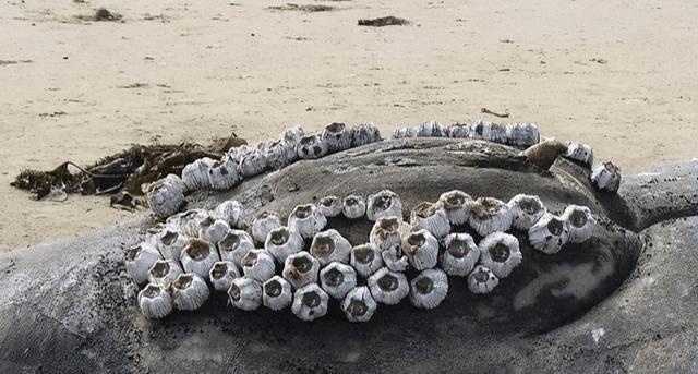 鲸鱼的隐私部位都长满了藤壶真想替它一个个拔下来