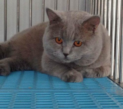 猫王种公俱乐部】解放派出所东150米,俄罗斯引进的英短,大红眼咖啡色