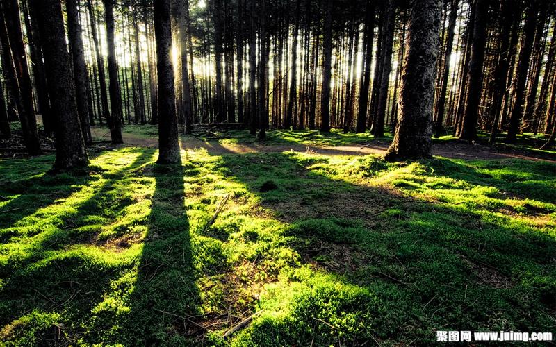 绿色树林与草地