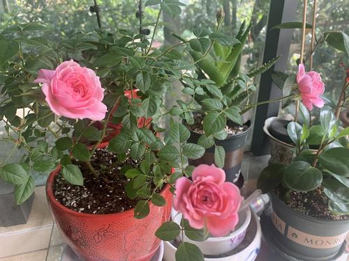 第一次种月季 瑞典女王