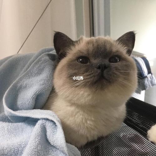 想买一只重点色英短_英短_宠物_猫