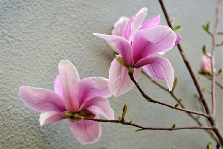 这里玉兰花盛开