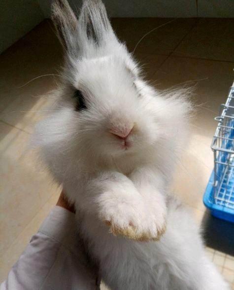 (赠送)毛毛兔,宠物兔,长毛兔领养