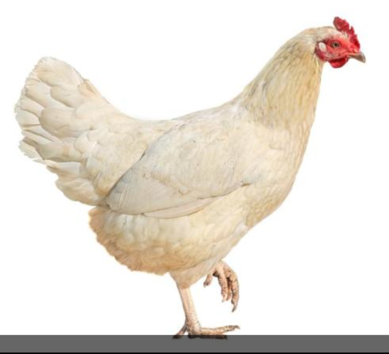 福建罗曼粉青年鸡经销商 南平罗曼粉青年鸡保有量