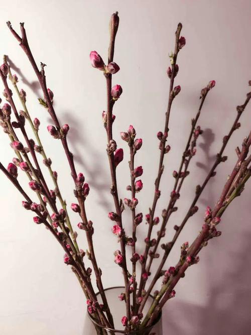 2021新鲜桃枝 真桃树枝 鲜切桃花干枝桃木 真花摆件