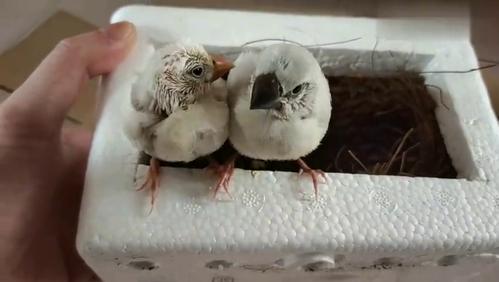 帮朋友买了两只文鸟雏鸟,捧在手里真怕它们化了,因为