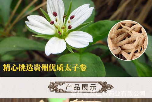 供应中药材 太子参 批发 太子参粉批发厂家直销 热销