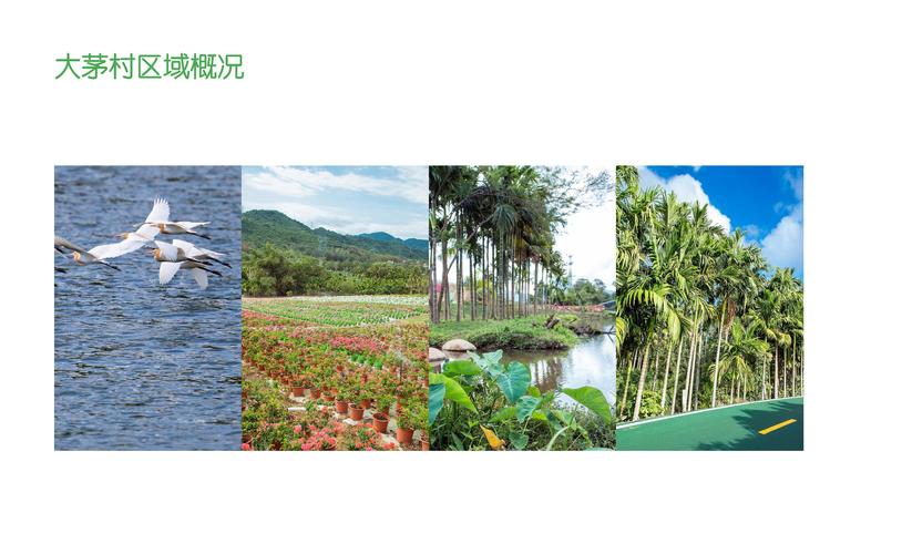 大茅远洋生态村自然博物竞赛