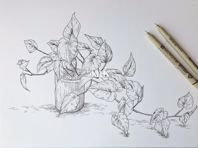针管笔|绿萝_针管笔_手绘_水彩_针管笔手绘_文化_绘画