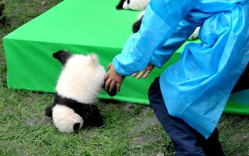 小熊猫萌图图片圆滚滚地掉下来图片