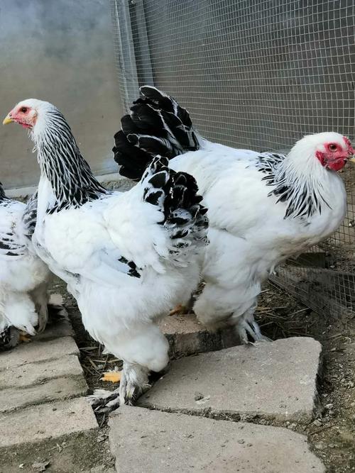 济源婆罗门鸡苗饲养管理饲养技巧