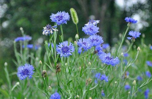 矢车菊的花语是什么矢车菊的寓意和象征