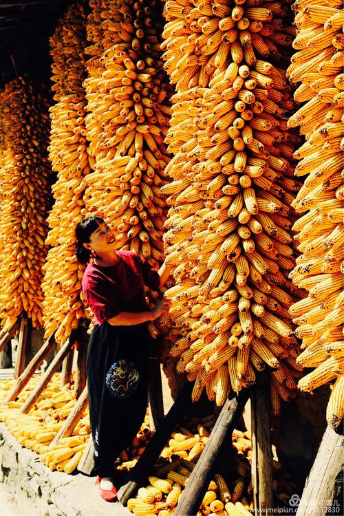 初冬的山村,农家小院挂满了金灿灿的玉米棒子!