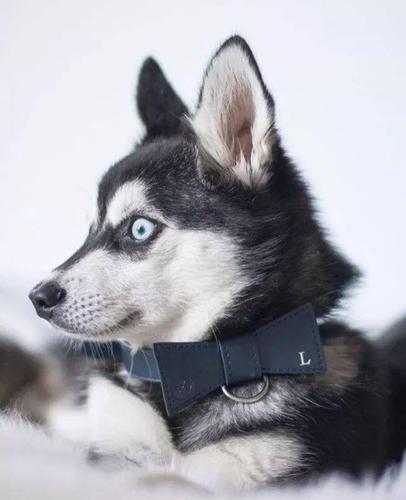 哇!这只蓝眼睛小二哈莫名有点帅得过分了啊