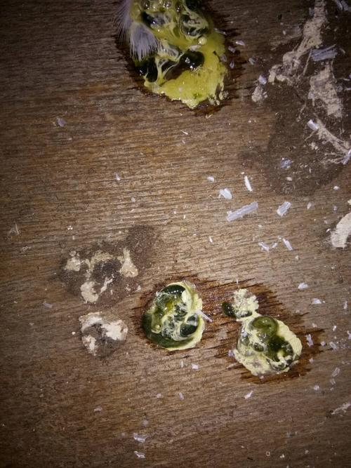 私家药,治鸽子拖食,积食,不消化,嗉囊炎.