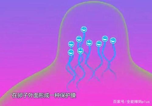 避孕药怎样在女人体内起反应的?3d演示过程,网友:好