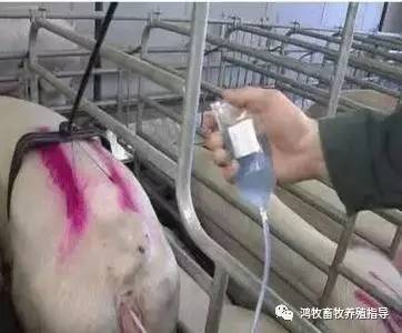 母猪返情的原因最全收集,明白才能避免损失