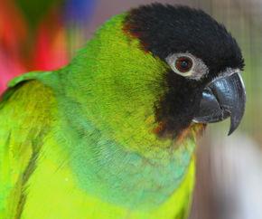黑头凯克鹦鹉