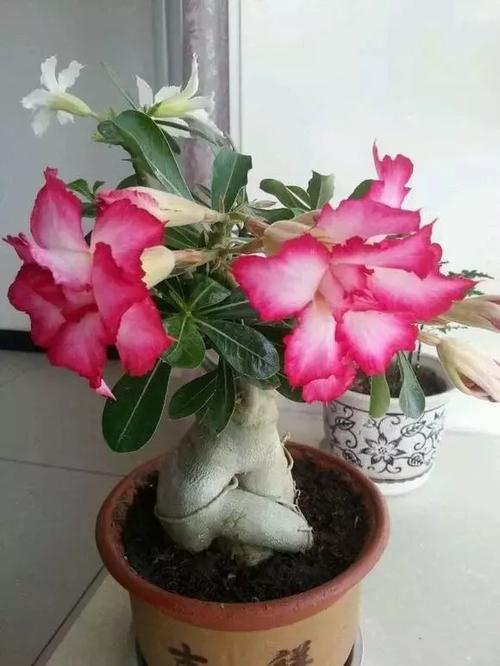 沙漠玫瑰繁殖你只会扦插就out了,试试这几种方法更给力