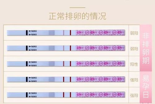 排卵试纸两条杠后怎么才能怀孕?一图秒懂