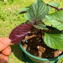 双色大叶紫苏苗盆栽可食用香叶植物庭院阳台可种植去腥新鲜苏子叶