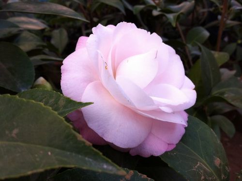 2013年春节前后的第一朵茶花心愿