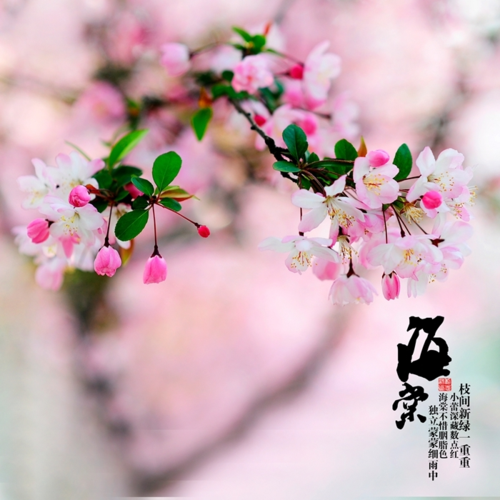 守得云开见月明静待花开终有时
