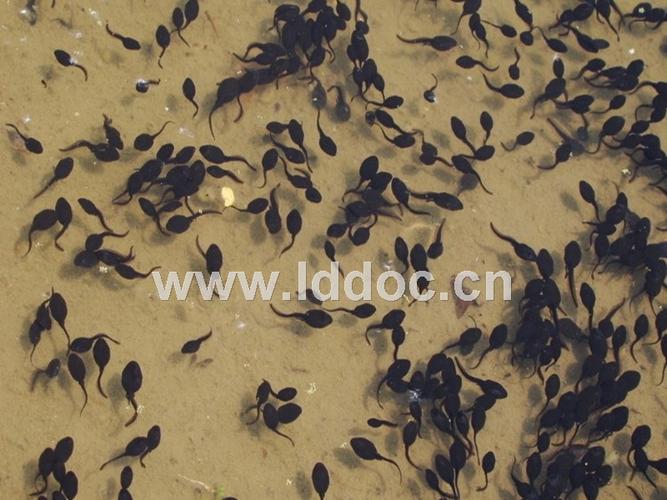 二年级上册美术《小蝌蚪》课件.ppt