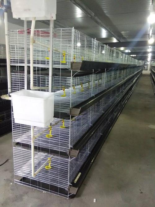养殖设备 商品笼,育雏笼,蛋鸡笼,鸽子笼,各种养殖笼具
