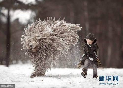 俄罗斯牧羊犬雪地撒欢秒变"拖把"(组图)