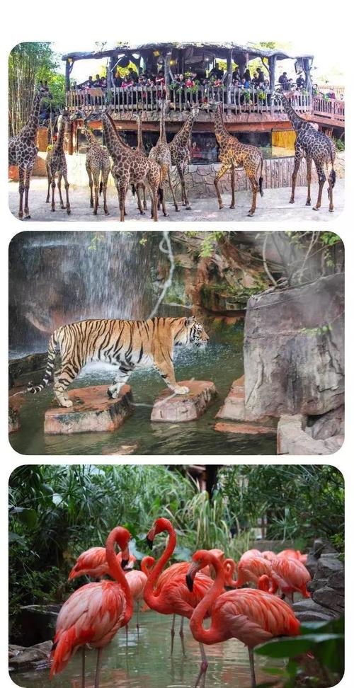 118元抢长鹿双人套票地球村幻秀表演动物园水上乐园