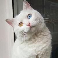 微信头像波斯猫可爱【点击鼠标右键下载】