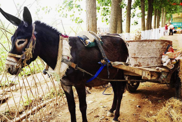 骡子不能生育的真正原因是什么为何有些骡子又可以生育