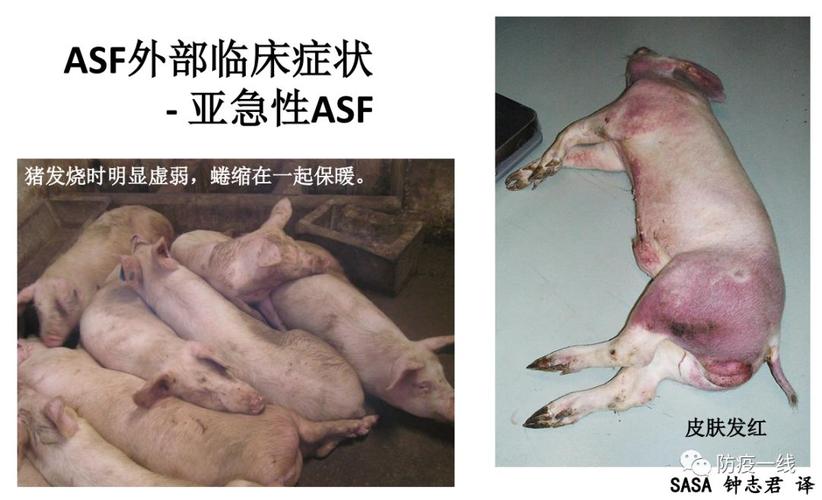 湖北江西首现非洲猪瘟疫情湖南和吉林又增1起出现这些症状养户必须